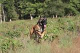 MALINOIS 045